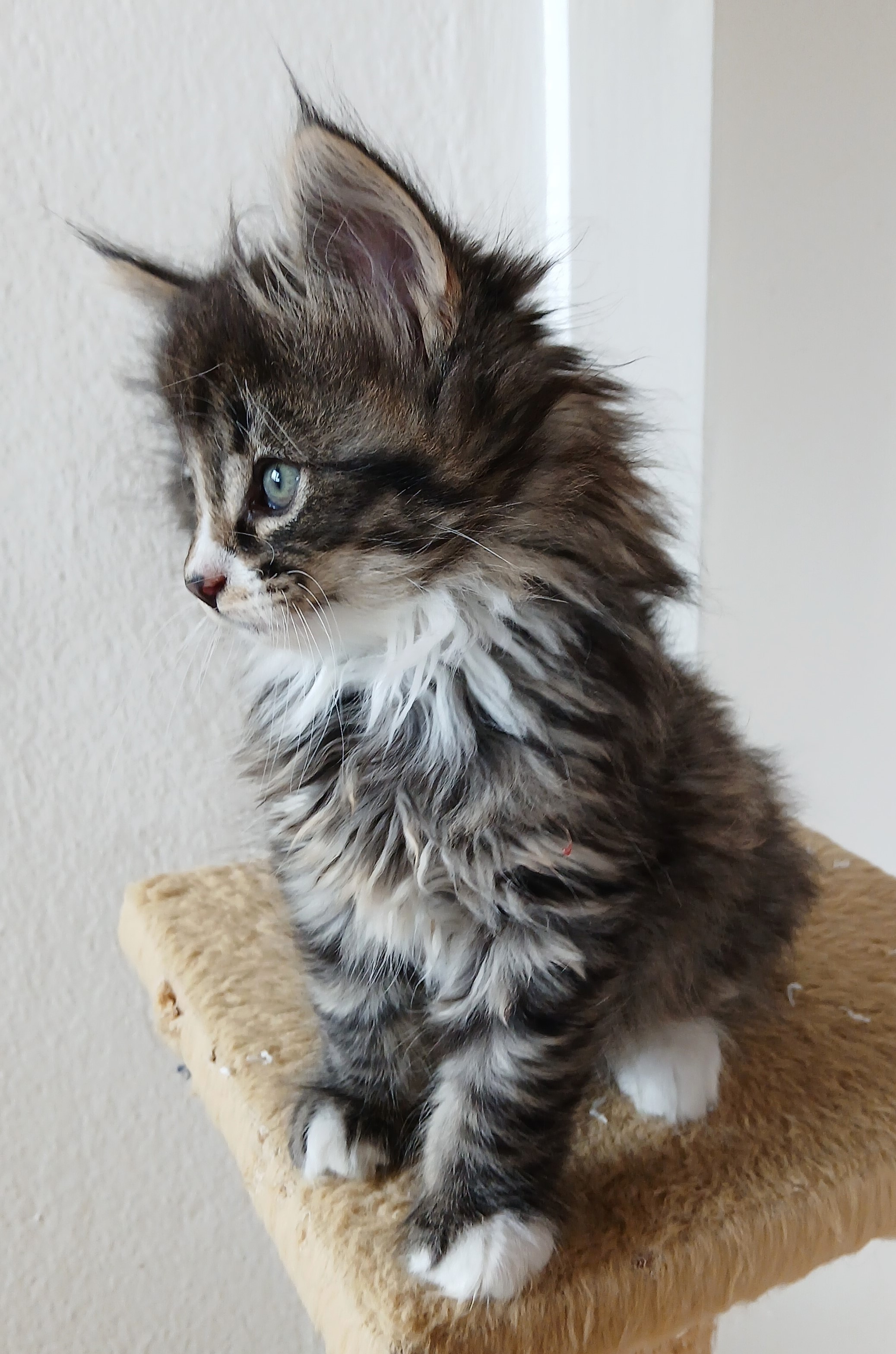 saphira 3tg 2