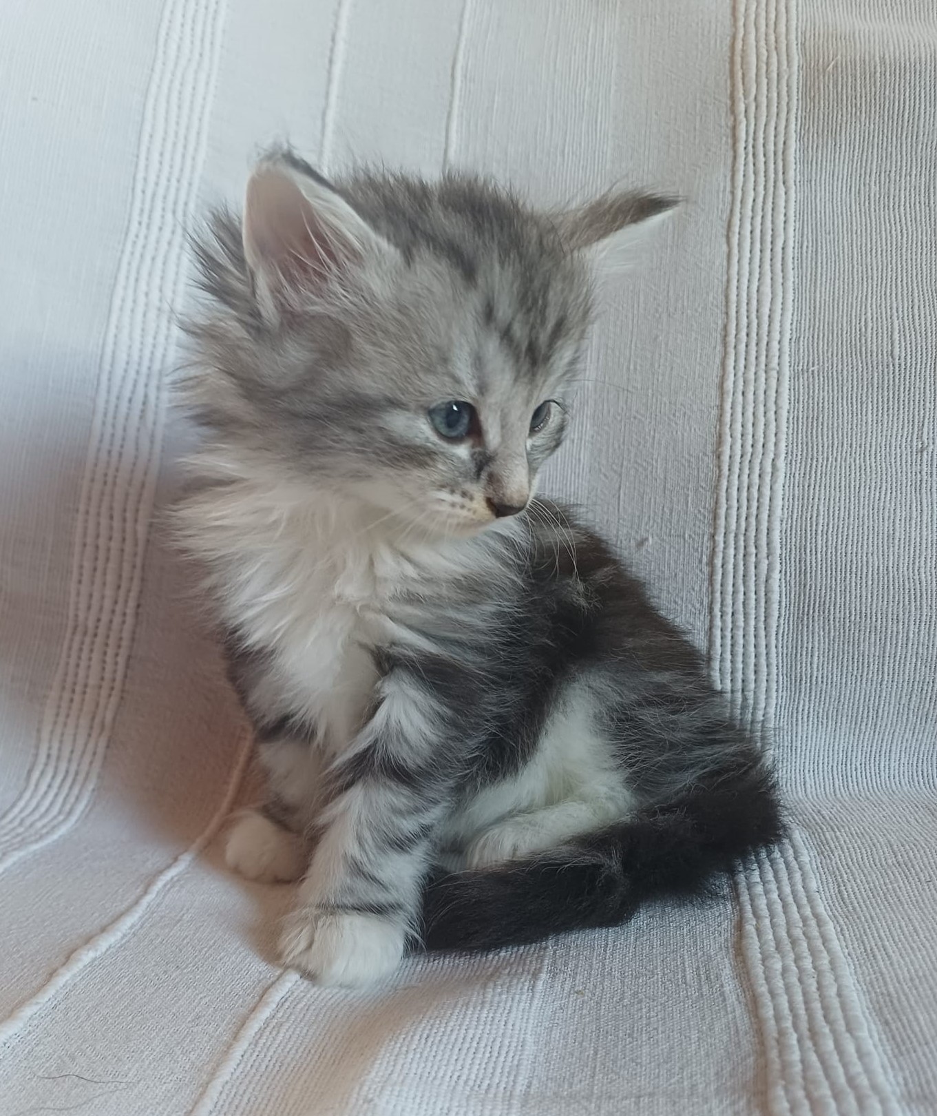 saphira 3tg